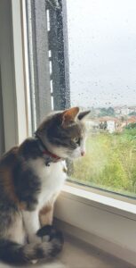 Cute cat Kusen Aluminium vs Kayu